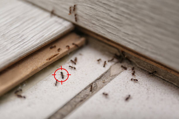 Harker Heights, TX Pest Control Company