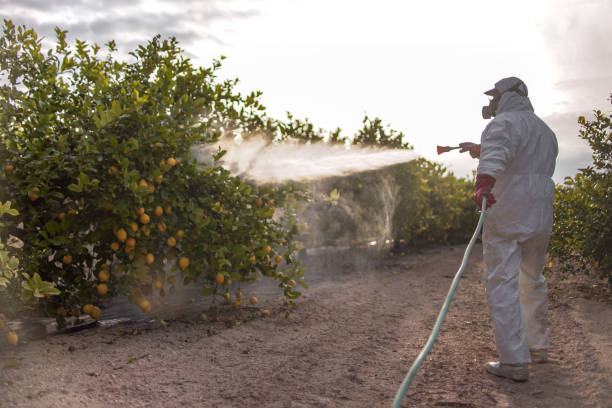 Best Flea Control Services  in Harker Heights, TX