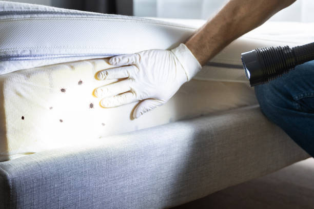 Wasp Removal Services in Harker Heights, TX