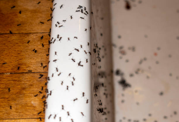Best Termite Control Services  in Harker Heights, TX