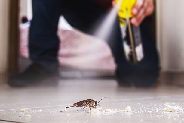 Best Ant Control Services  in Harker Heights, TX