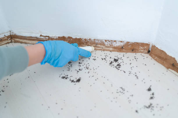 Best Residential Pest Control  in Harker Heights, TX